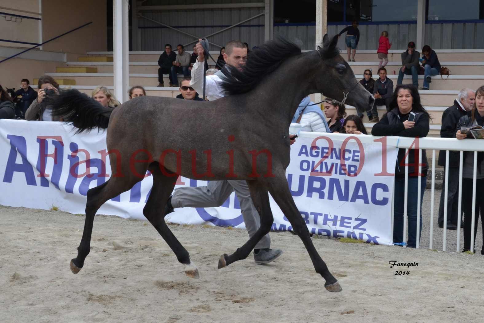 Concours National de Grenade 2014 - LOHENBERG VICTORIA - 81