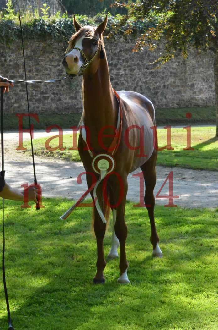 Championnat de FRANCE 2014 - Amateurs - SELECTO IBN SAMAWI - 187