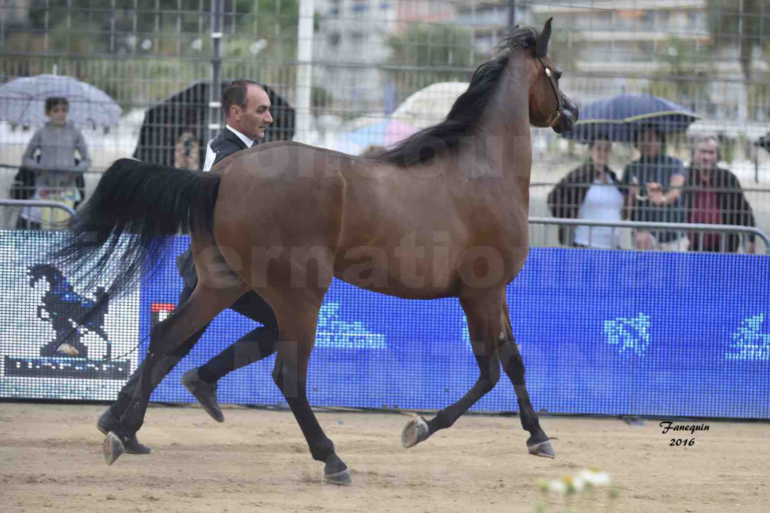 Championnat du Pur-Sang Arabe de la Méditerranée et des pays Arabes - MENTON 2016 - GHAZALAH AL AALYA - Notre Sélection - 1