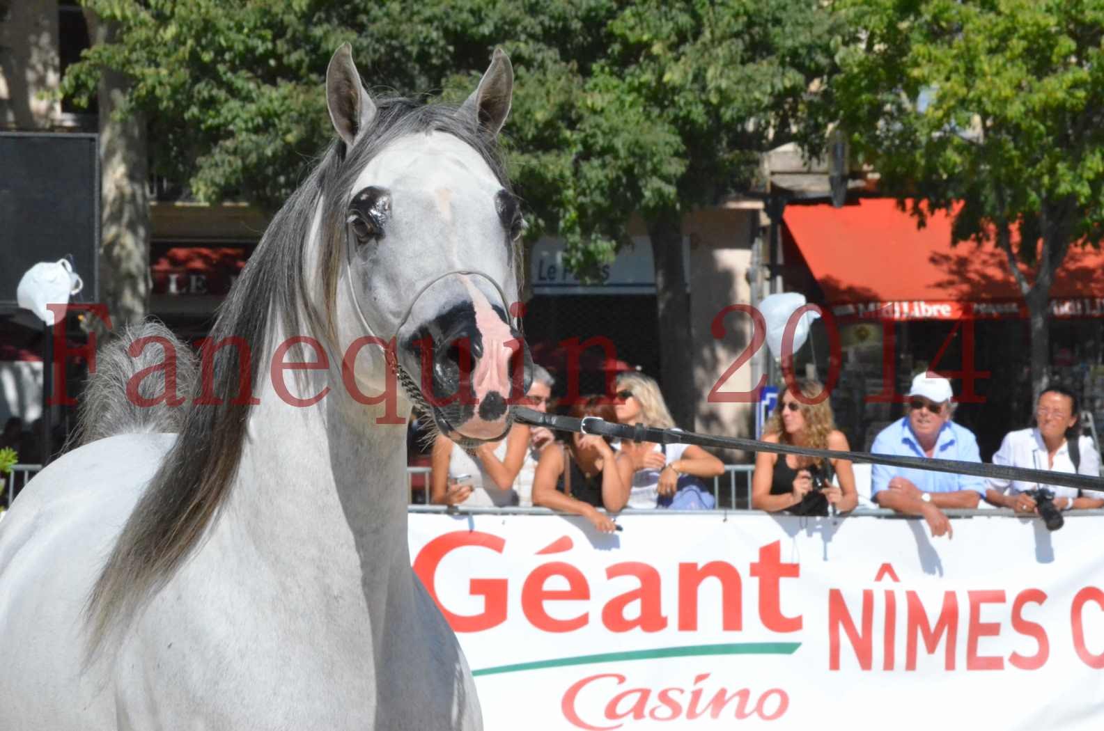 Concours National de Nîmes de chevaux ARABES 2014 - Sélection - SHAOLIN DE NEDJAIA - 13