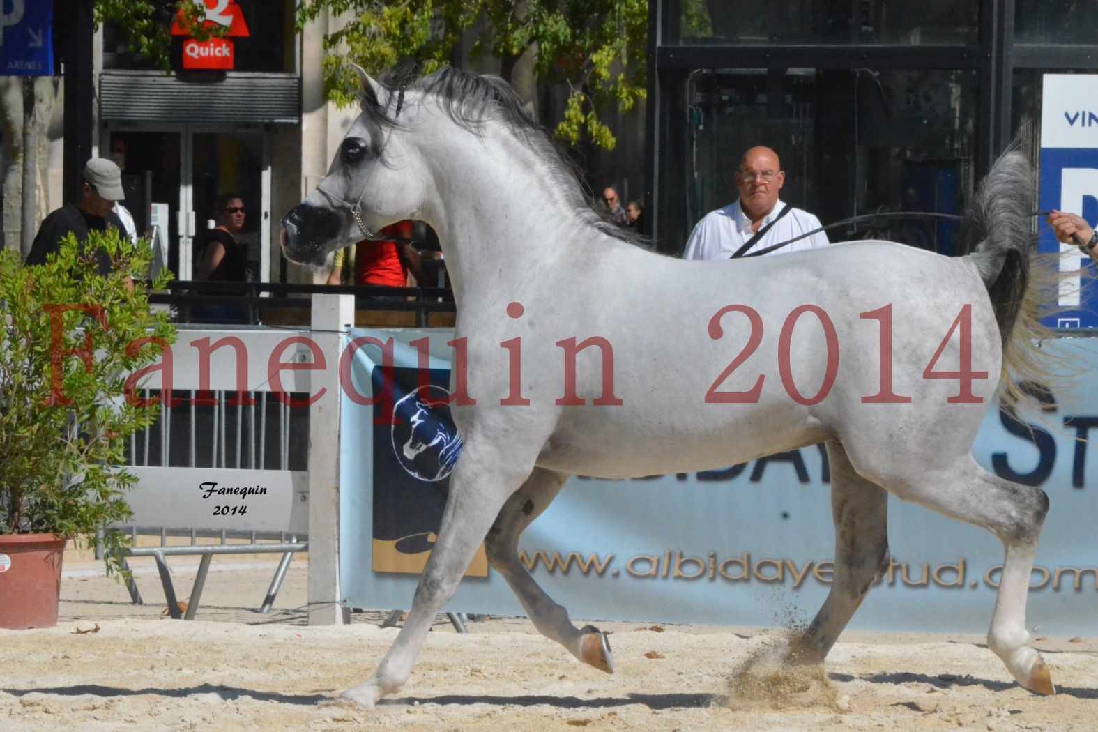 Concours National de Nîmes de chevaux ARABES 2014 - Notre Sélection - SHAOLIN DE NEDJAIA - 18