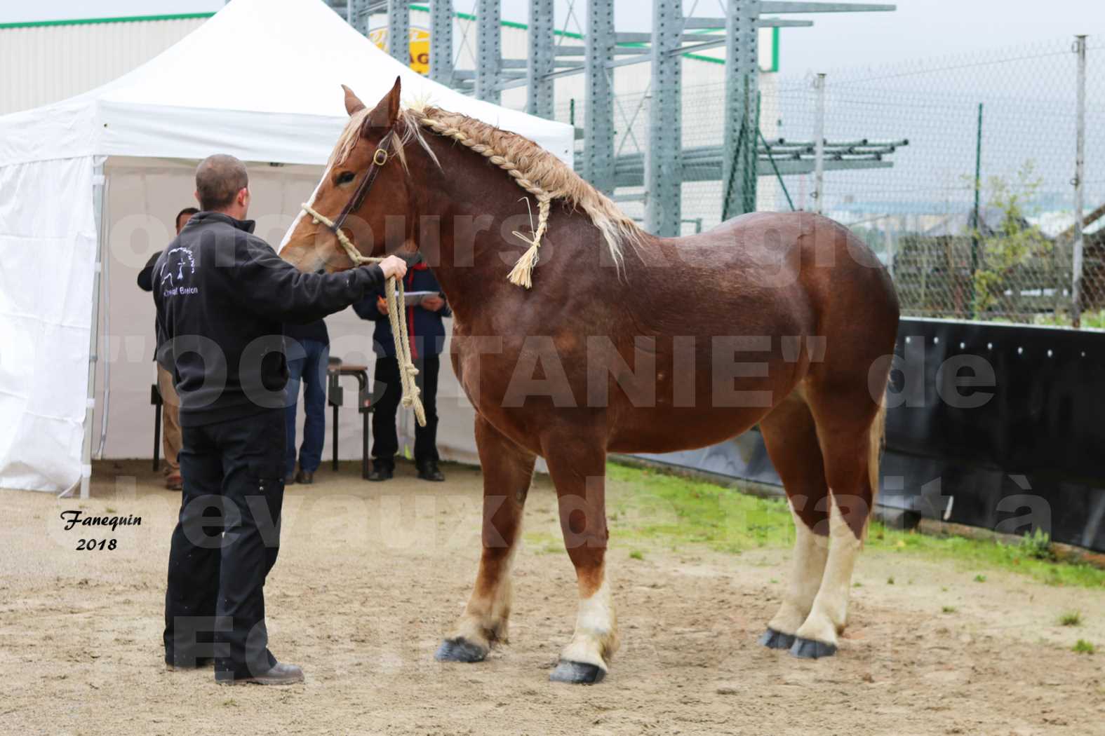 Concours Régional "OCCITANIE" de Chevaux de Traits à REQUISTA en 2018 - GENEREUSE DE LA NOE - 1