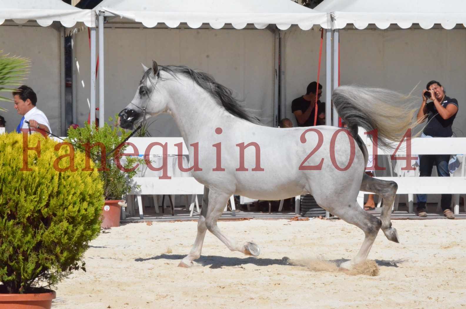 Concours National de Nîmes de chevaux ARABES 2014 - Sélection - SHAOLIN DE NEDJAIA - 30