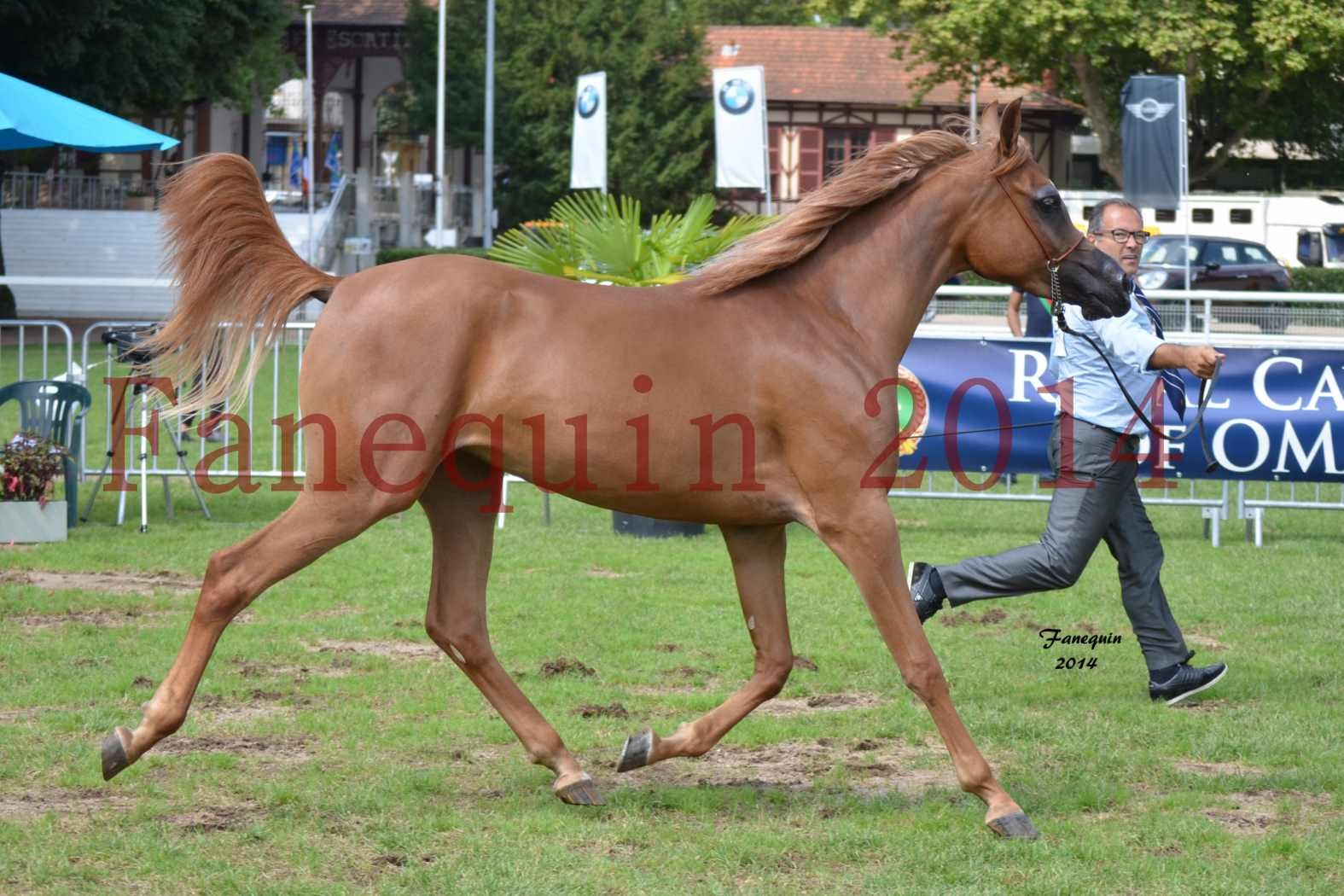 SHOW INTERNATIONAL DE VICHY 2014 - dossard n° 23 - THE QUEEN