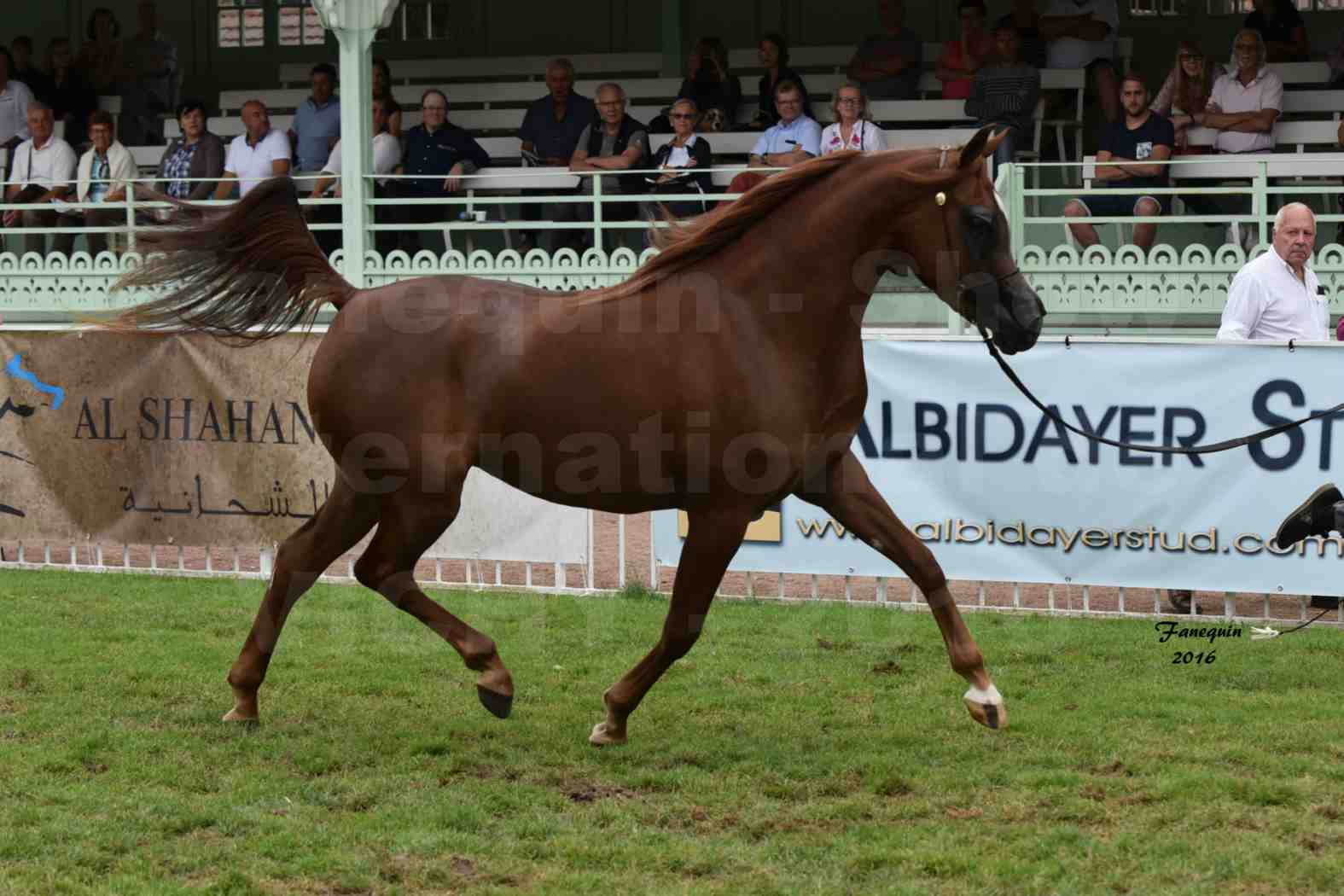 International Arabian Horse Show B de VICHY 2016 - PEARL DE DJOON - Notre Sélection - 05