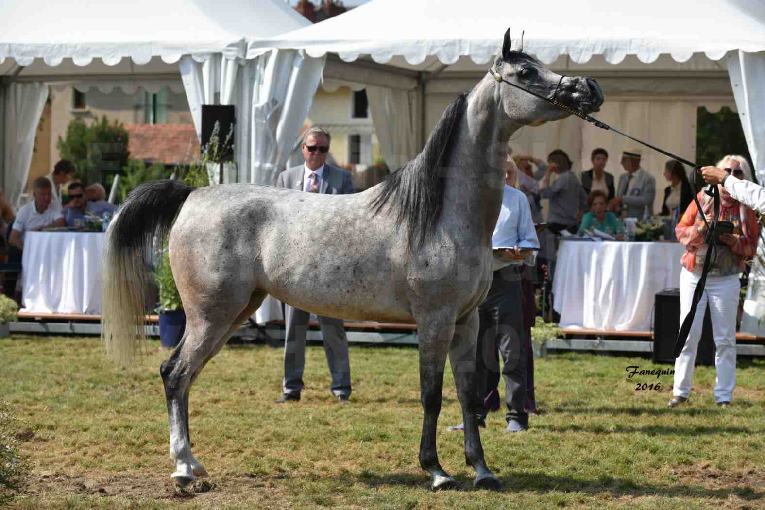 International Arabian Horse Show B de VICHY 2016 - ISABELLA - Notre Sélection - 08