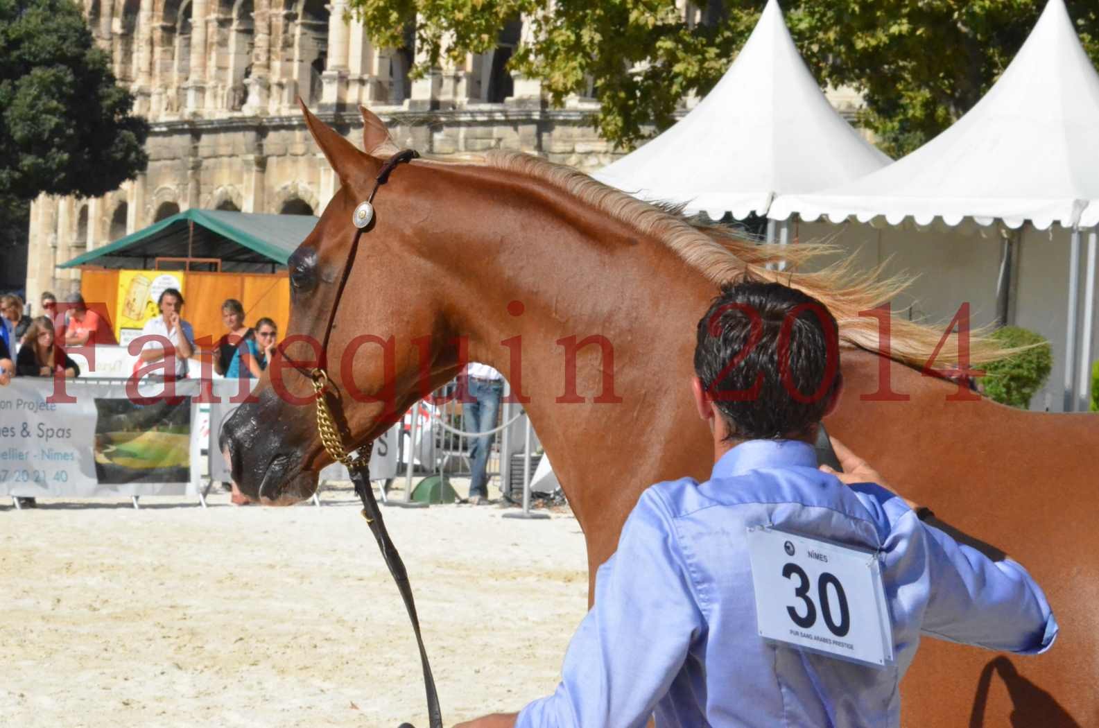 Concours National de Nîmes de chevaux ARABES 2014 - Championnat - MASSAI DE BARREL - 68