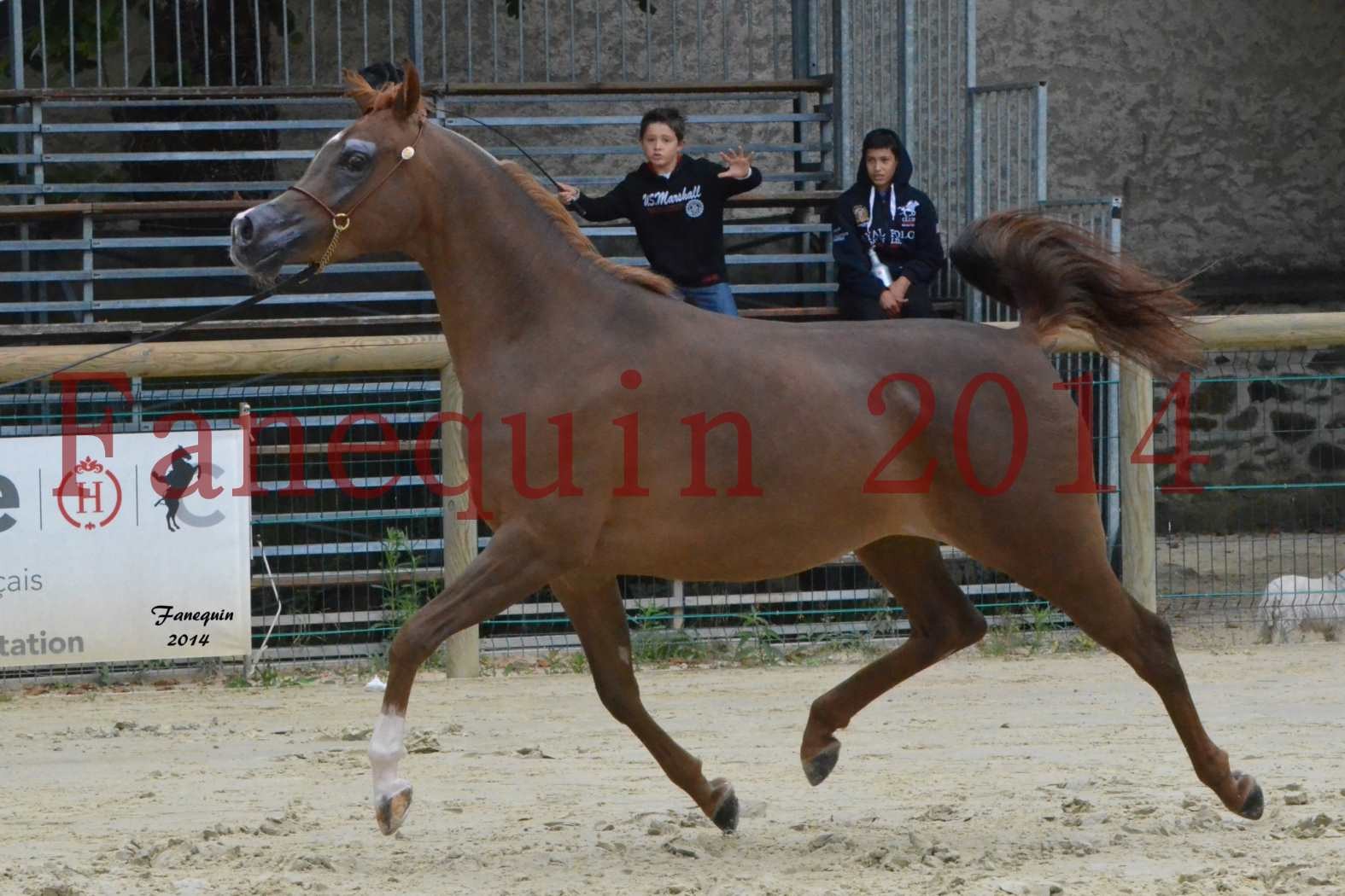 CHAMPIONNAT DE FRANCE 2014 A POMPADOUR - Notre Sélection - BADI'AH DE CARTHEREY - 13