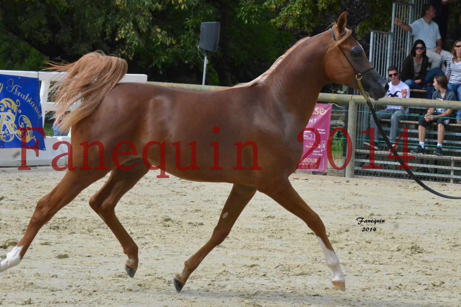 Championnat de FRANCE 2014 à pompadour - AMJA AL ADEYAT - 1