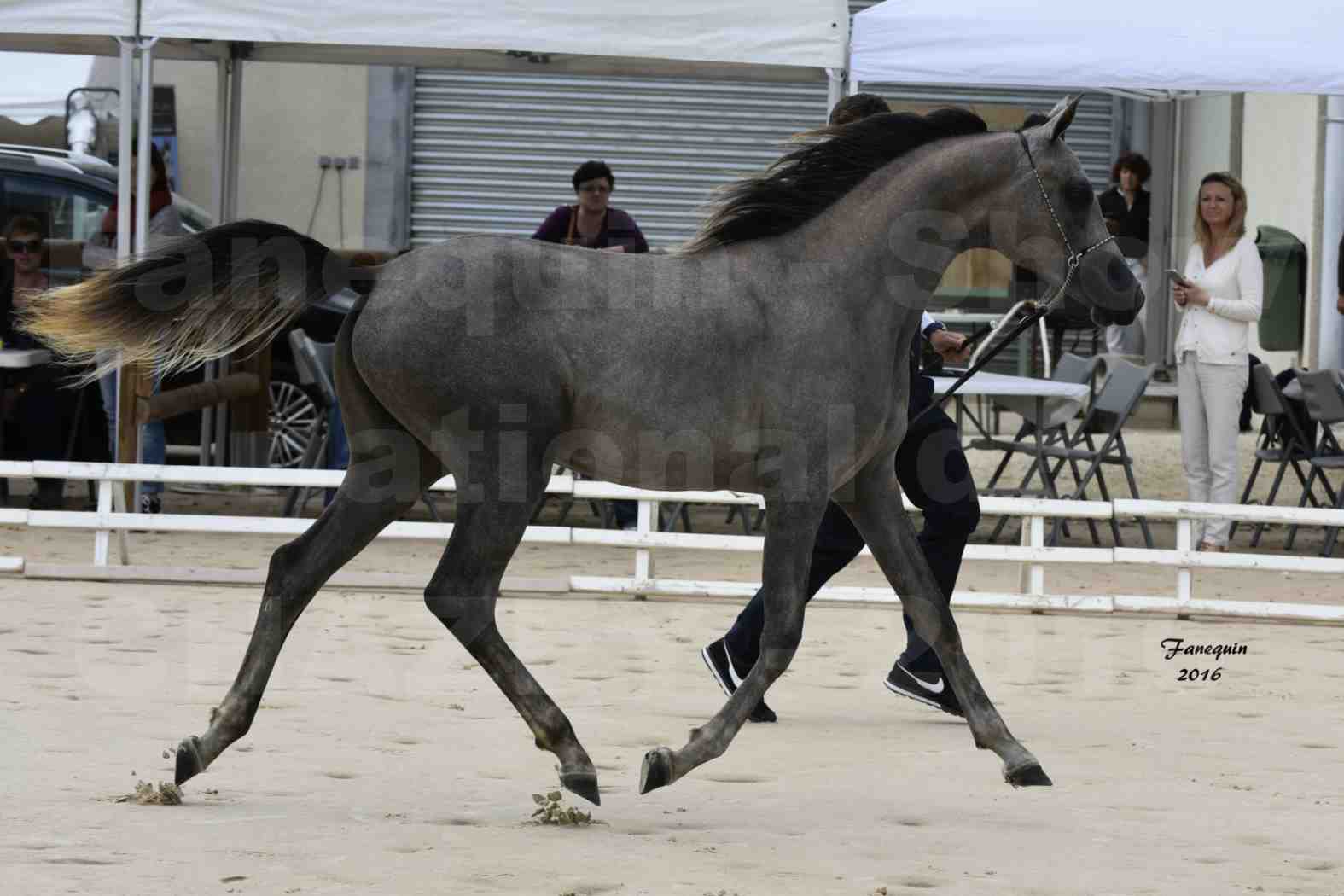 Show national de chevaux arabes de CHAZEY sur AIN 2016 - NM HACINA - Notre Sélection - 05