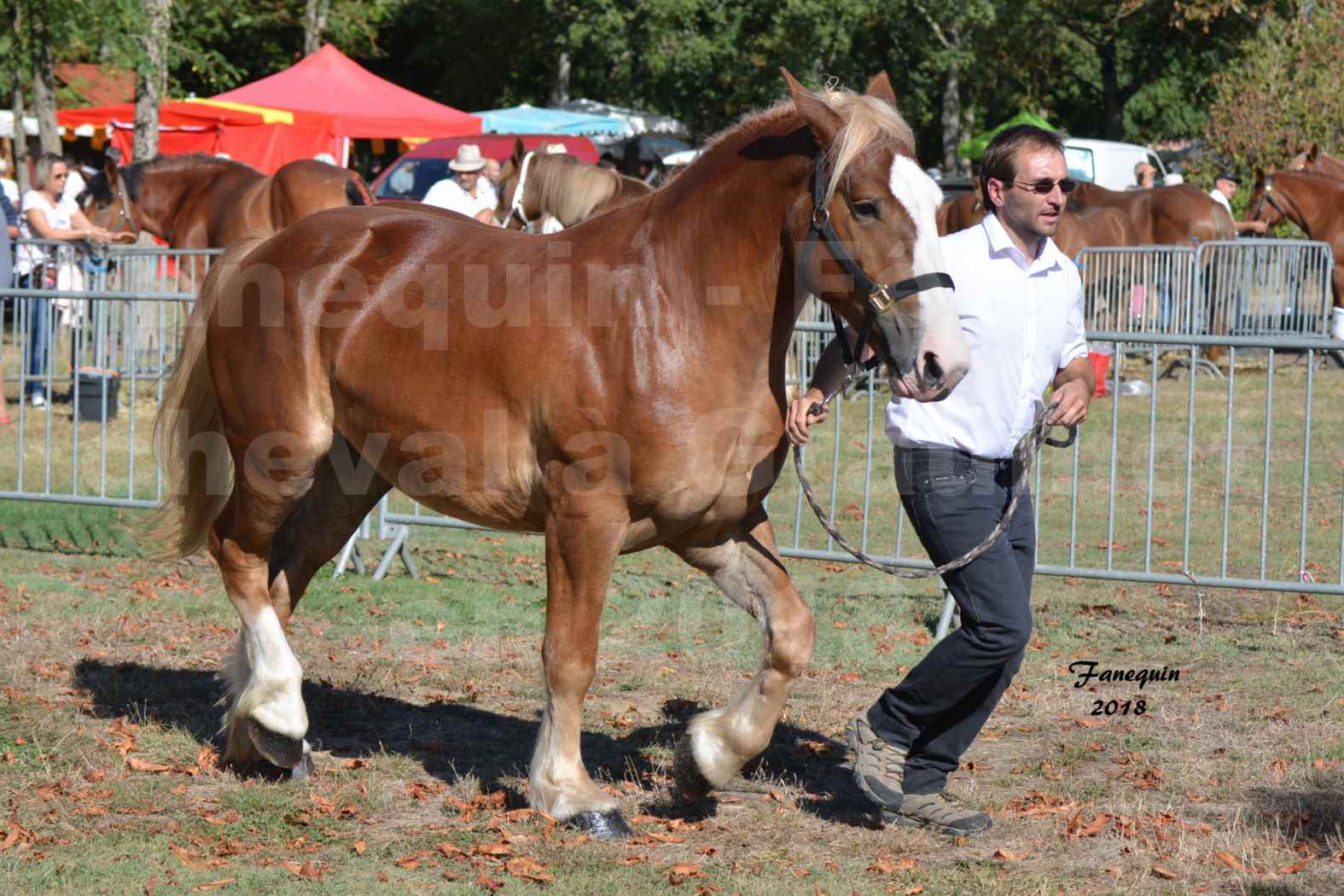 Fête du cheval à GRAULHET le 16 septembre 2018 - Concours Départemental de chevaux de traits - 01