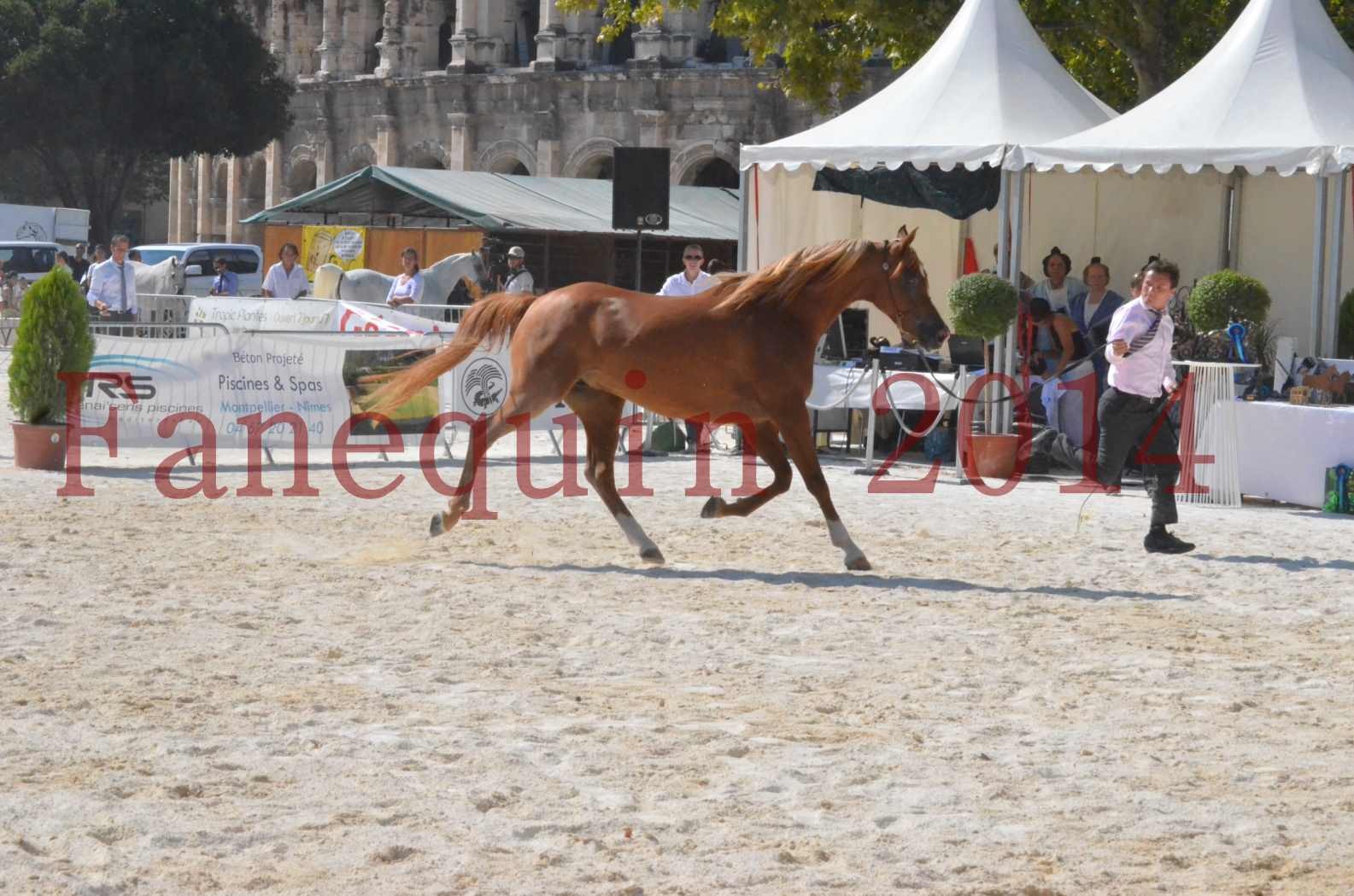 Concours National de Nîmes de chevaux ARABES 2014 - Championnat - MASSAI DE BARREL - 11