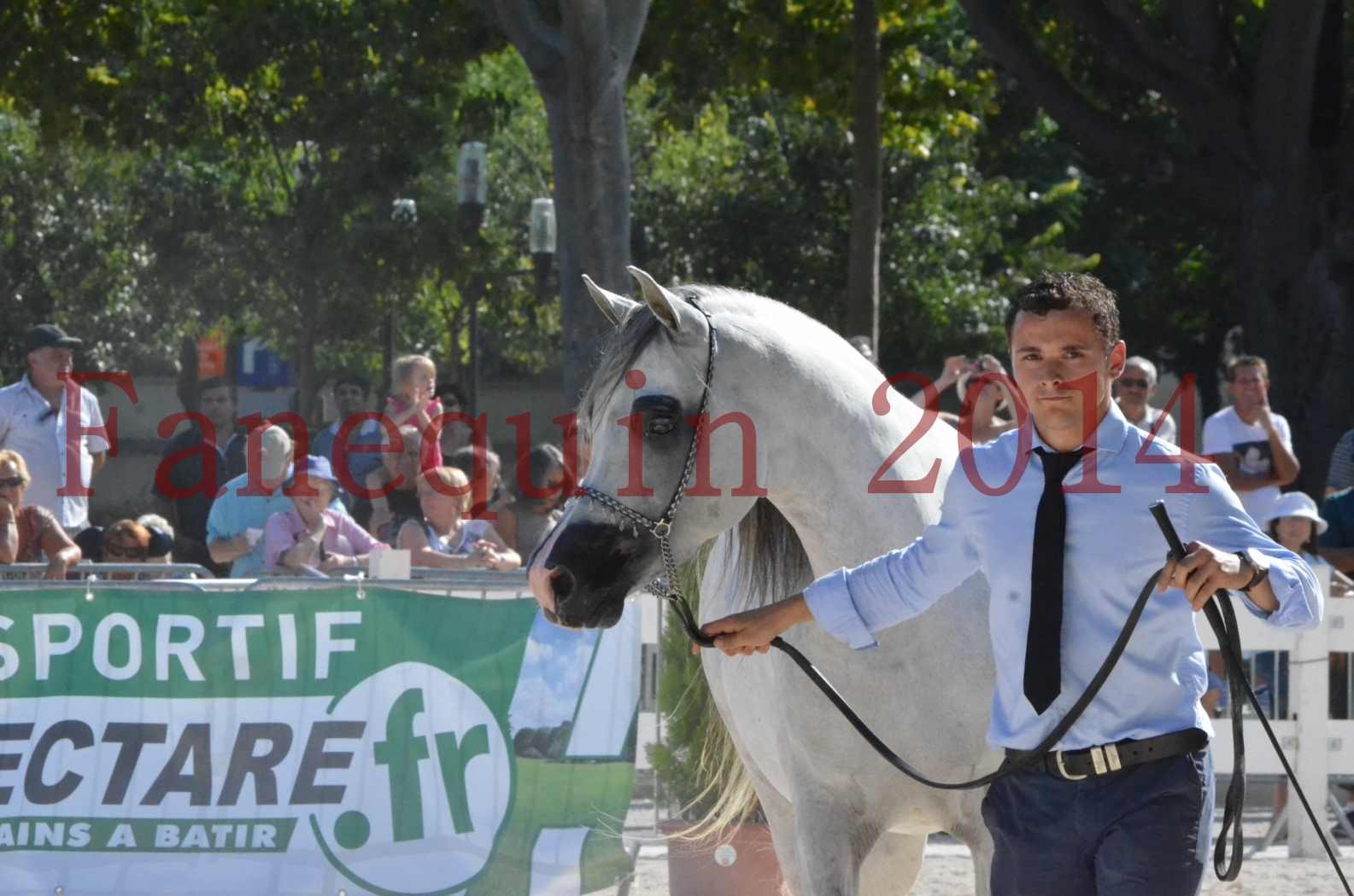 Concours National de Nîmes de chevaux ARABES 2014 - Championnat - SHAOLIN DE NEDJAIA - 44