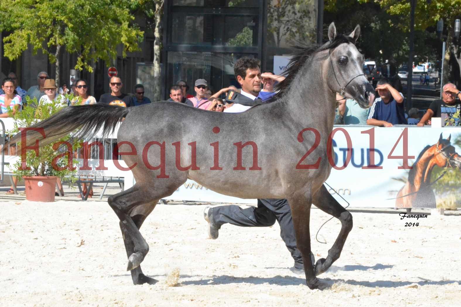 Concours National de Nîmes de chevaux ARABES 2014 - Notre Sélection - JOSEPH'S BOUZIOLS - 01