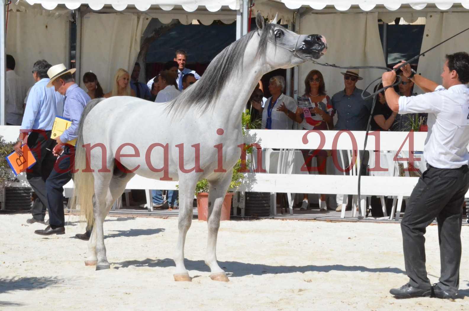 Concours National de Nîmes de chevaux ARABES 2014 - Sélection - SHAOLIN DE NEDJAIA - 79