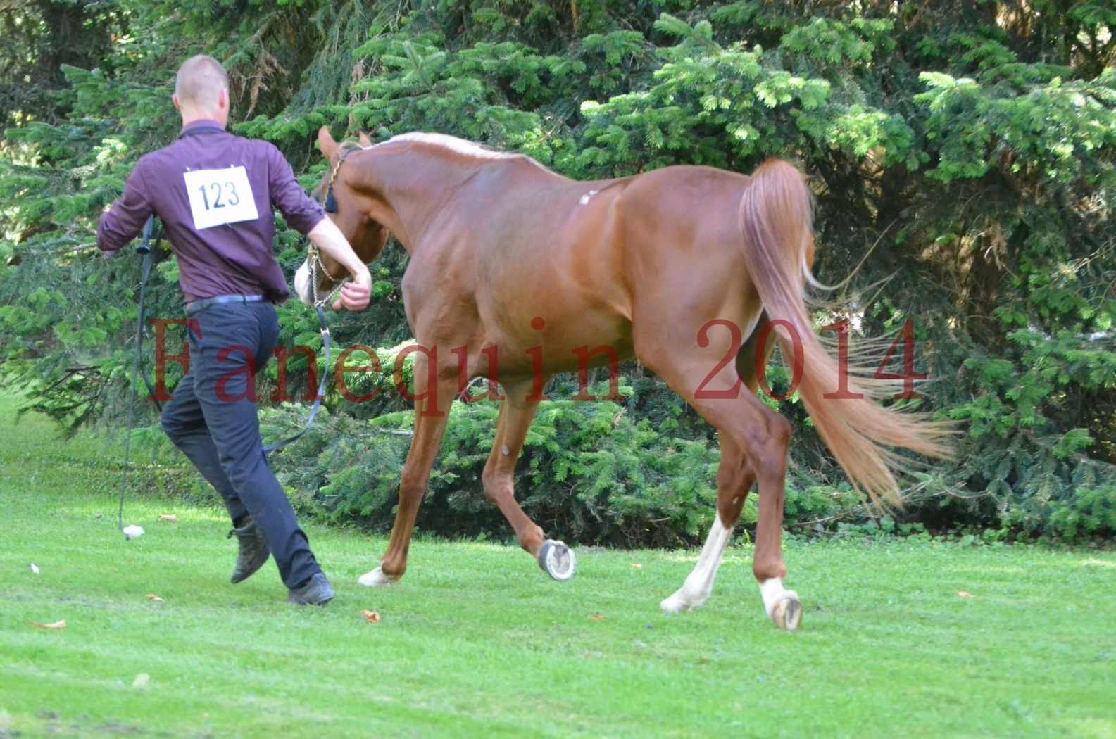 Championnat de FRANCE 2014 - Amateurs - SELECTO IBN SAMAWI - 116