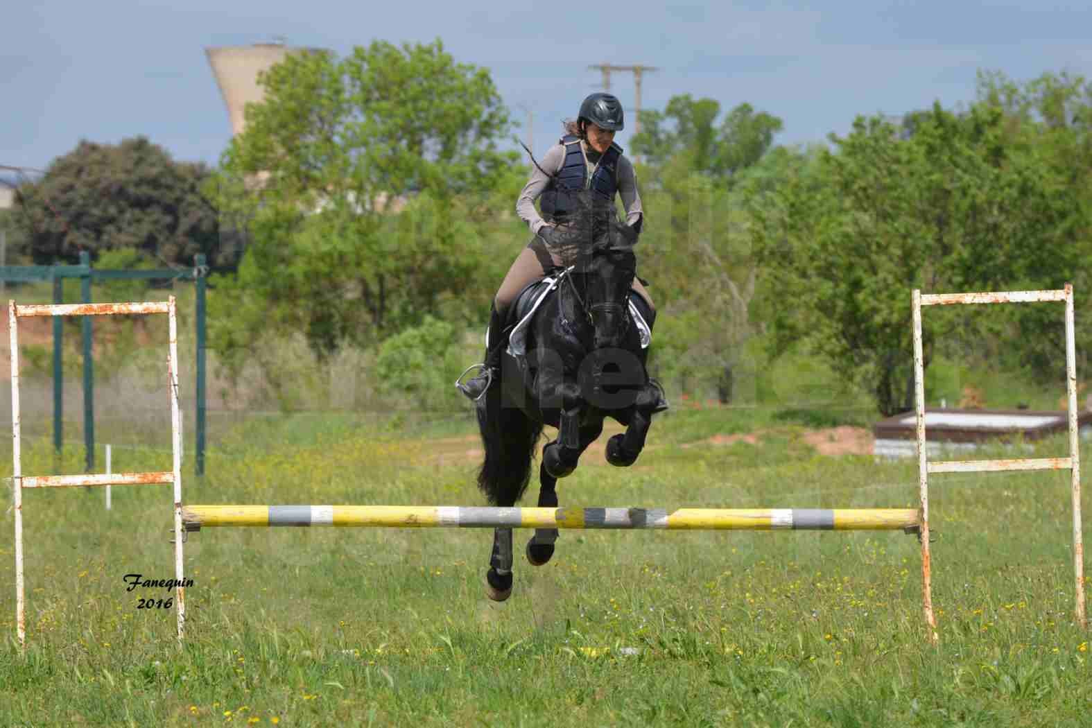 Elevage ARABOFRISON de Noémie CHARNAY - Étalon ARABOFRISON - ARDAN DU BELIER - 09