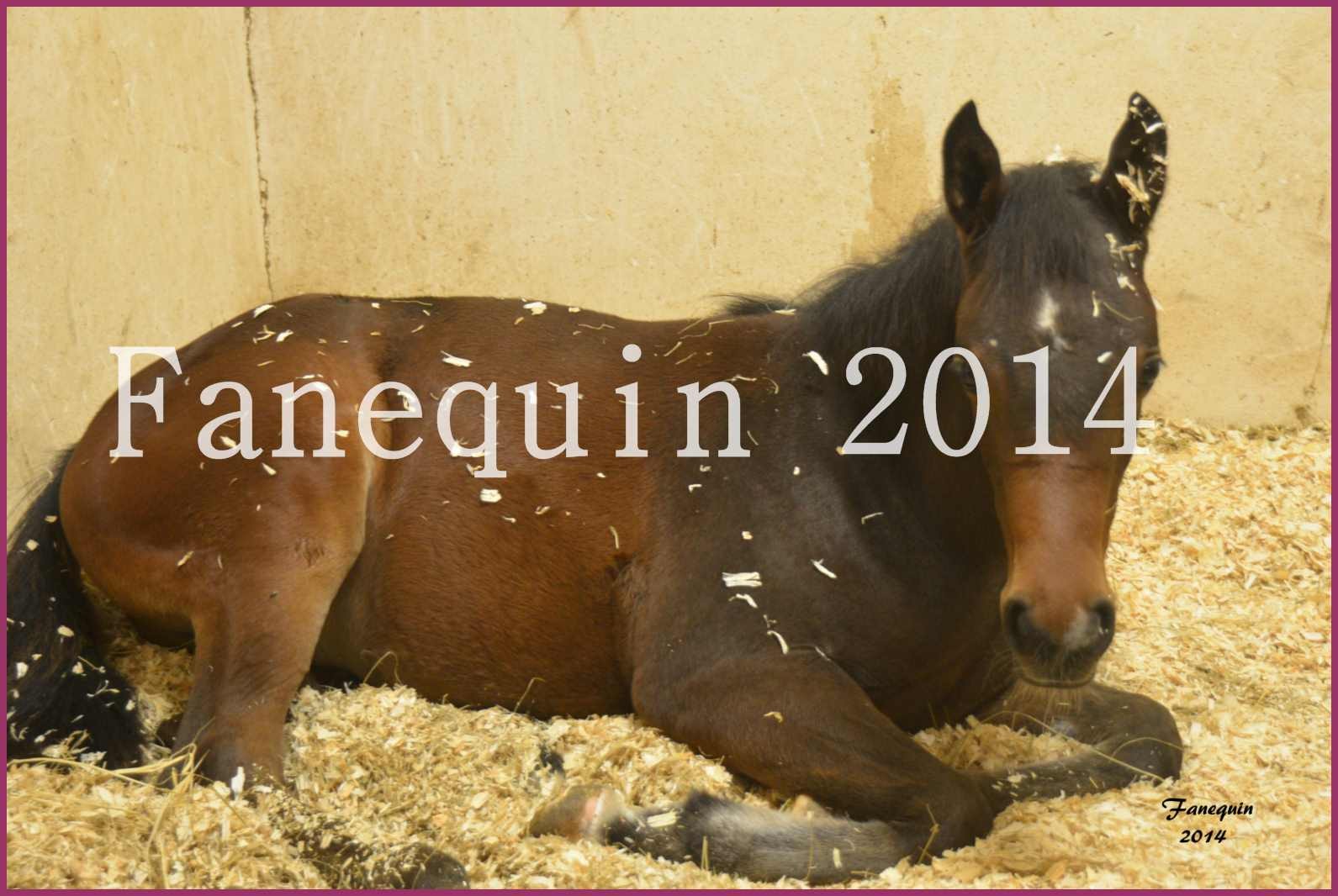 Domaine de LAMARRE - Jument ARABE Baie - SW ANGELIKA & son poulain - Portraits - 3