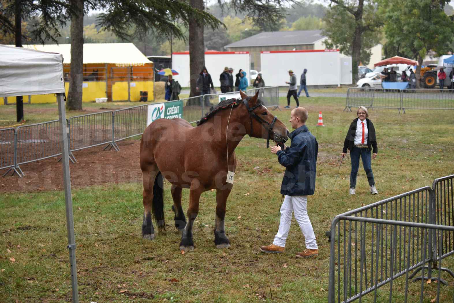 Concours Régional de chevaux de traits en 2017 - Pouliche Trait ARDENNAIS - ECLAIR D'EVIGNY - 1