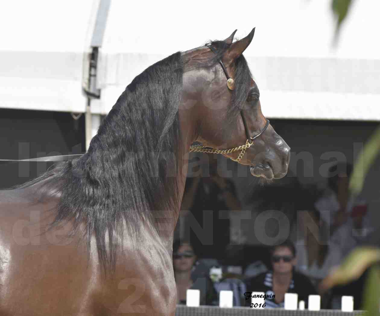 Championnat du pur-sang arabe de la Méditerranée et des pays arabes - MENTON 2016 - EKS ALIHANDRO - Notre Sélection - Portraits - 2