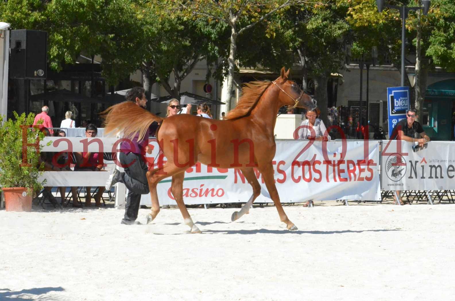 Concours National de Nîmes de chevaux ARABES 2014 - TSAR NERIO - 18