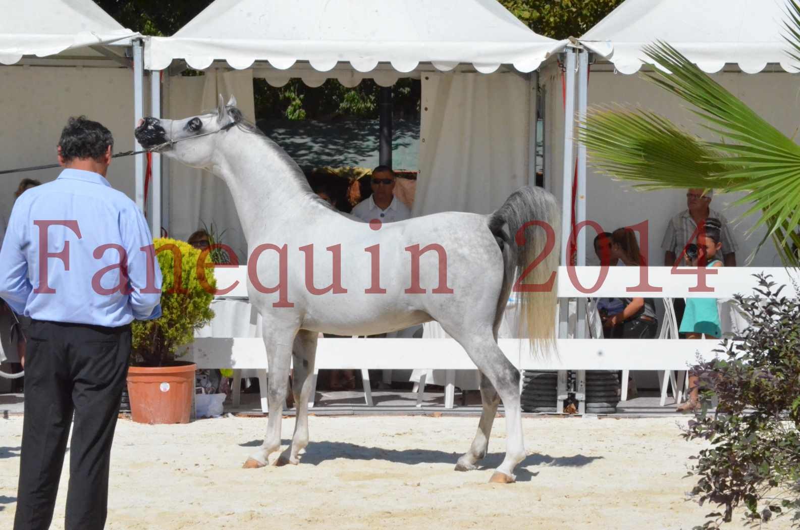 Concours National de Nîmes de chevaux ARABES 2014 - Sélection - SHAOLIN DE NEDJAIA - 70