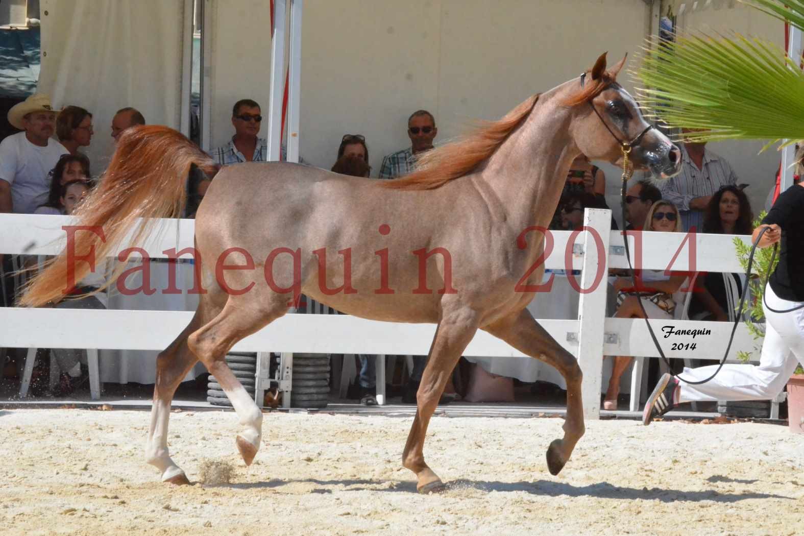 Concours National de Nîmes de chevaux ARABES 2014 - Notre Sélection - ABYSS DE RODET - 7