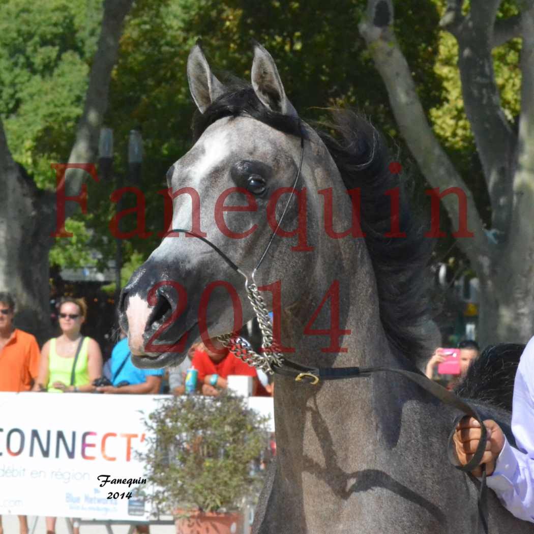 Concours National de Nîmes de chevaux ARABES 2014 - Notre Sélection - Portraits - JOSEPH'S BOUZIOLS - 02