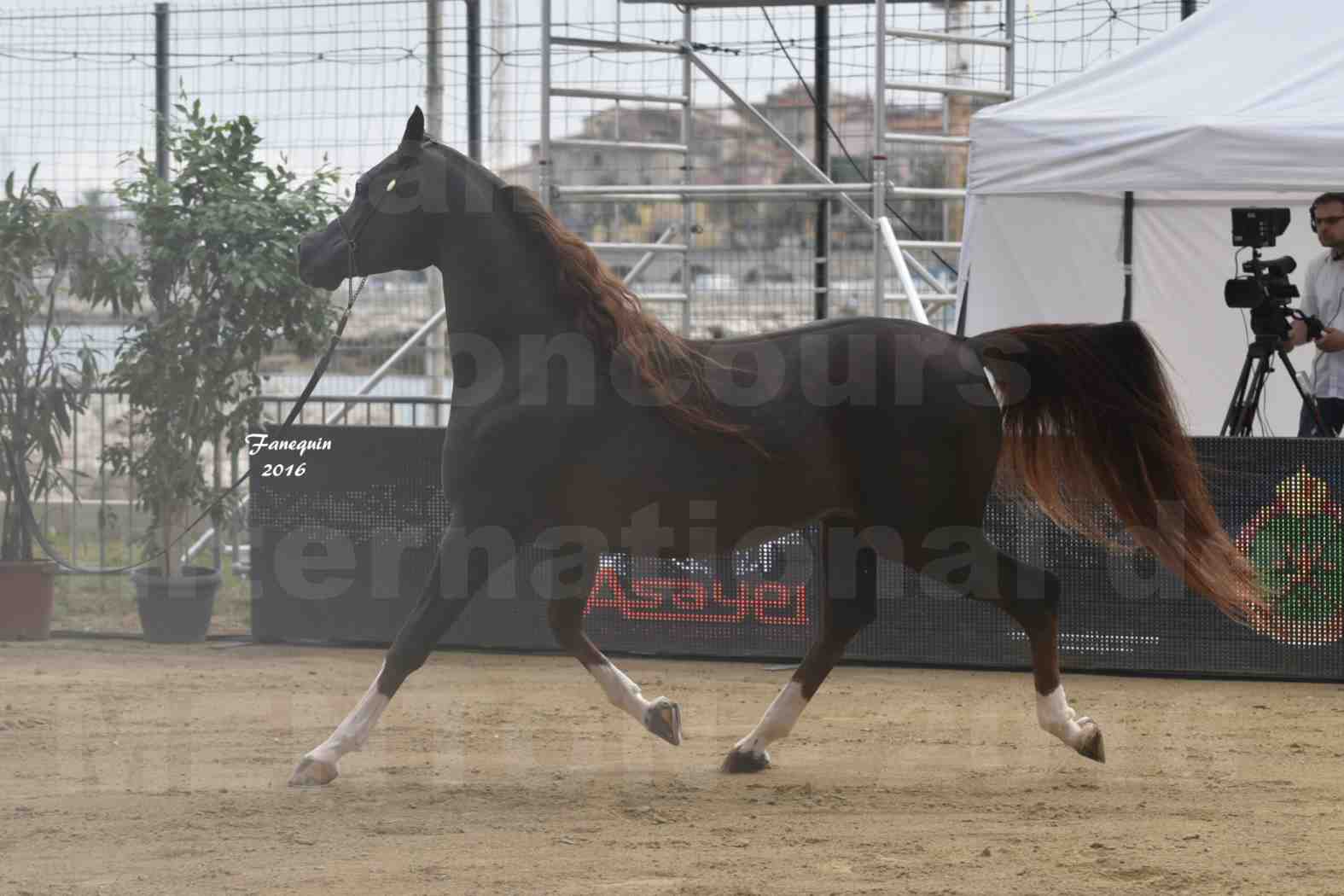 Championnat du pur-sang arabe de la Méditerranée et des pays arabes - MENTON 2016 - IM BAYARD CATHARE -  Notre Sélection - 03