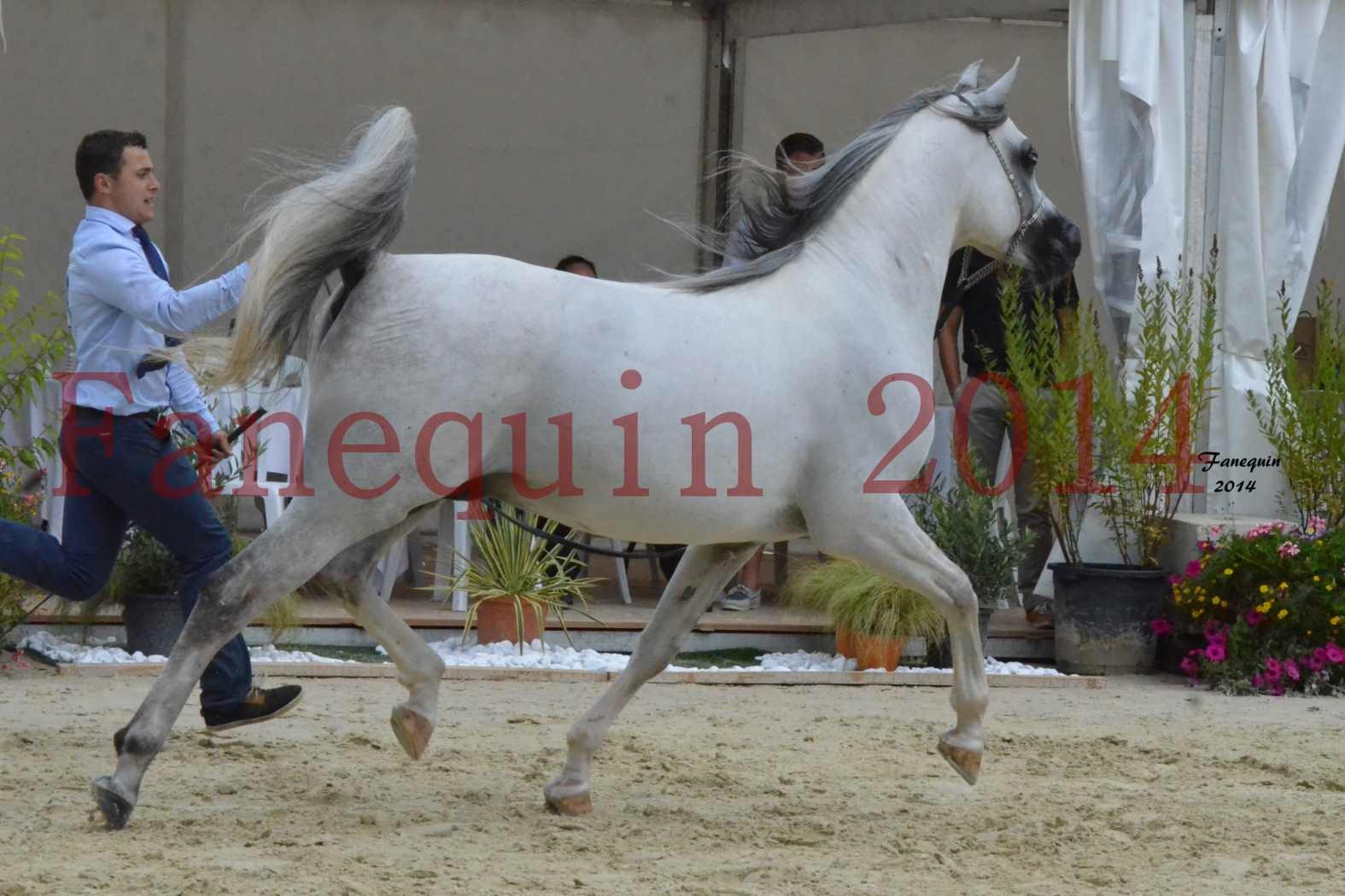 CHAMPIONNAT DE FRANCE  2014 A POMPADOUR - Notre Sélection - SHAOLIN DE NEDJAIA - 22