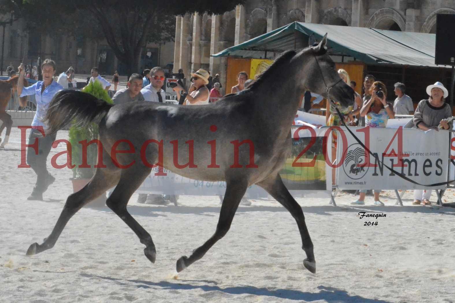 Concours National de Nîmes de chevaux ARABES 2014 - Notre Sélection - JOSEPH'S BOUZIOLS - 05