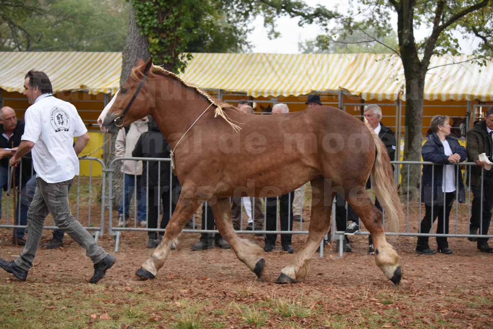 Concours Régional de chevaux de traits en 2017 - Trait BRETON - FLICKA 26 - 24