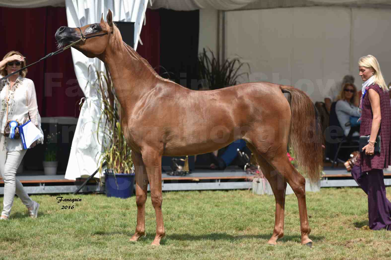 International Arabian Horse Show B de VICHY 2016 - JA FALAENE - Notre Sélection - 08