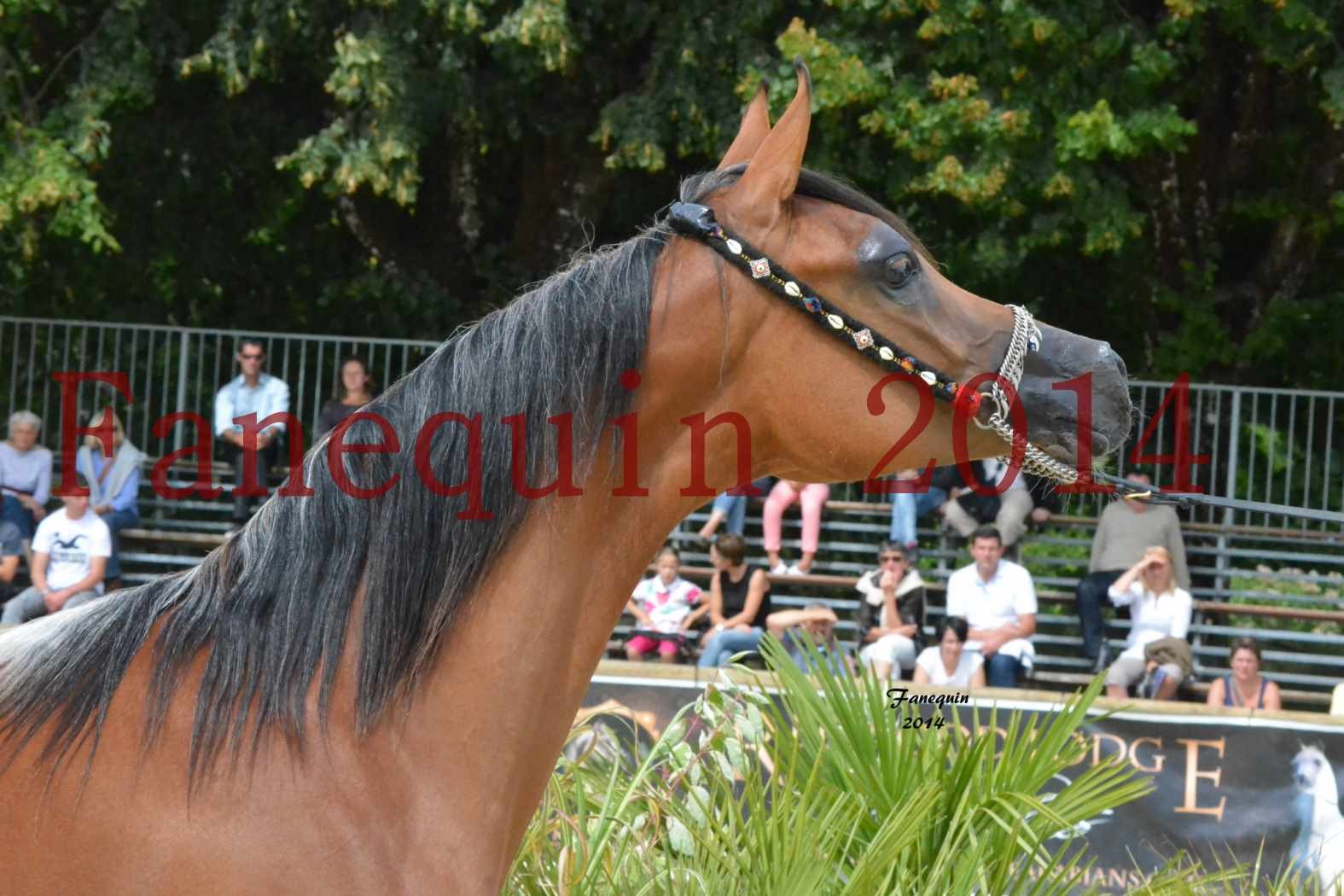 Championnat de FRANCE 2014 à POMPADOUR - Médaille de Bronze - pouliches de 1 an - SHABNAM IBN ASLAL - 03