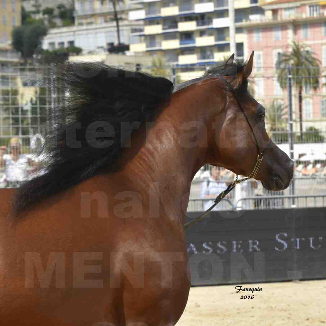 Championnat du pur-sang arabe de la Méditerranée et des pays arabes - MENTON 2016 - GALLARDO J - Notre Sélection - Portraits - 4