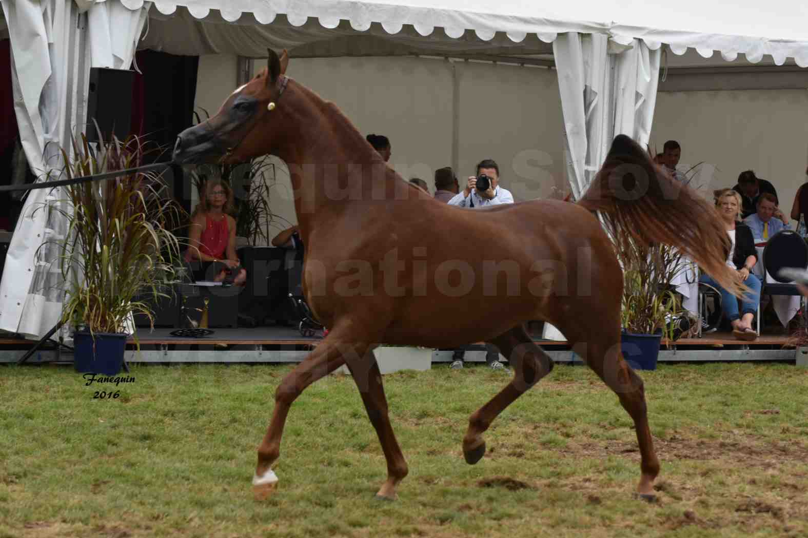 International Arabian Horse Show B de VICHY 2016 - PEARL DE DJOON - Notre Sélection - 23