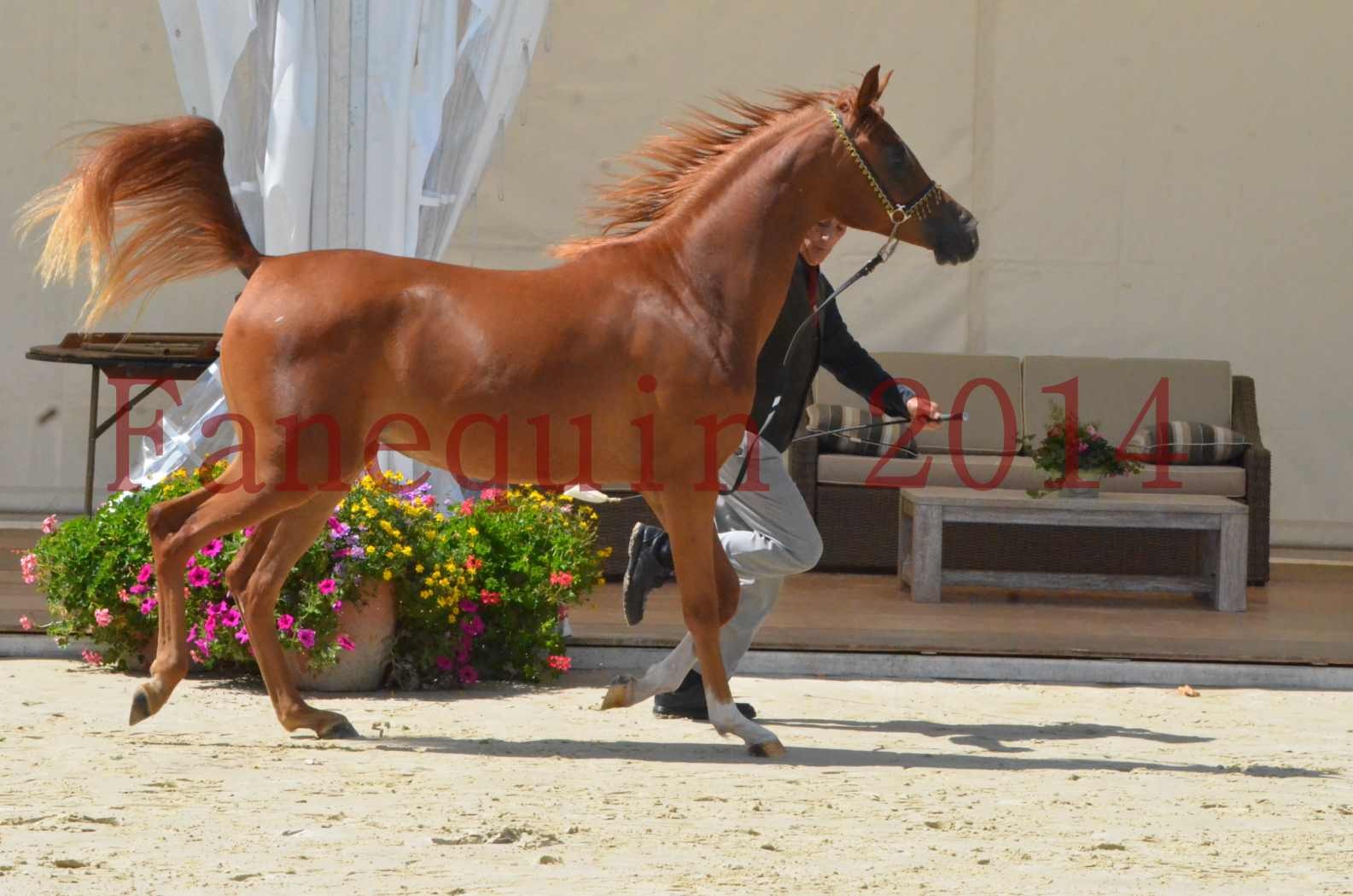 Championnat de FRANCE 2014 - Amateurs - SH CALLAS BINT ARMANI - 14