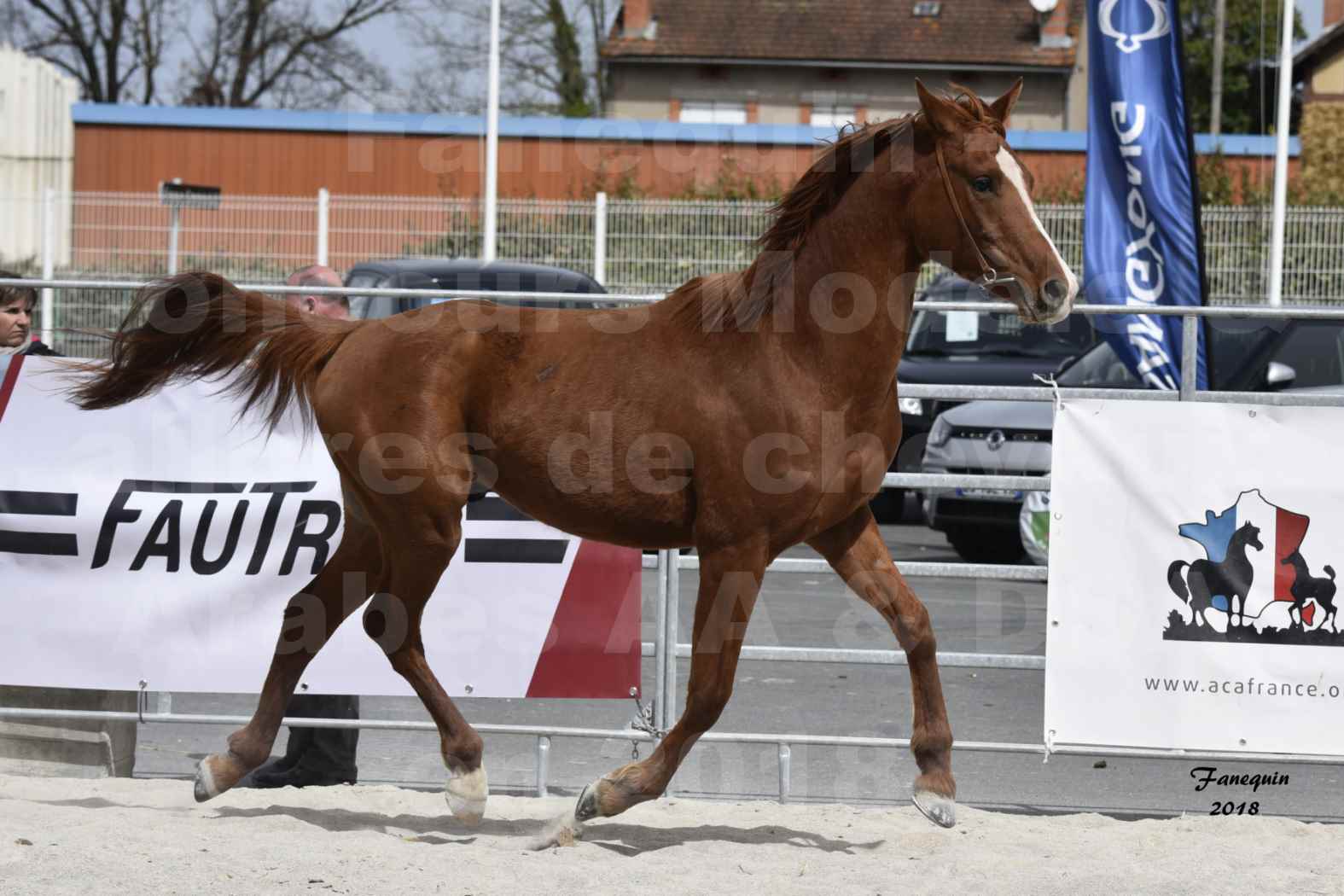 Concours d'élevage de Chevaux Arabes - D. S. A. - A. A. - ALBI les 6 & 7 Avril 2018 - FLEURON CONDO - Notre Sélection - 2