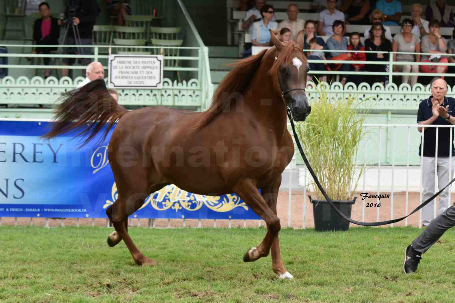 International Arabian Horse Show B de VICHY 2016 - PEARL DE DJOON - Notre Sélection - 11