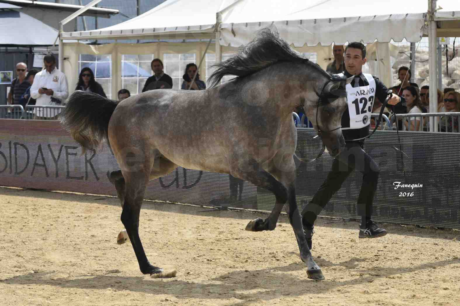 Championnat du pur-sang arabe de la Méditerranée et des pays arabes - MENTON 2016 - SUNDOWN KA - Notre Sélection - 3