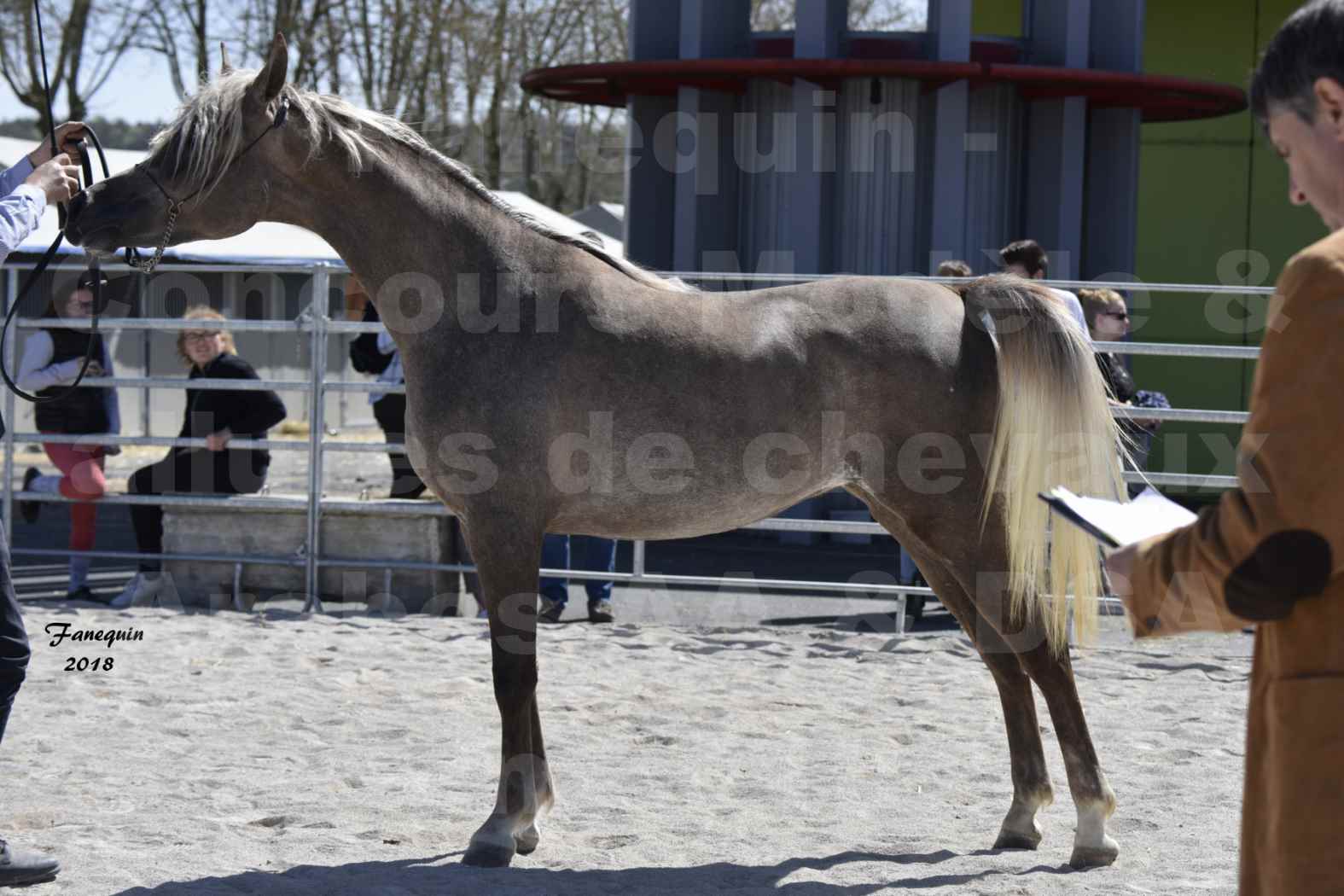 Concours d'élevage de Chevaux Arabes - Demi Sang Arabes - Anglo Arabes - ALBI les 6 & 7 Avril 2018 - DAENERYS DE LAFON - Notre Sélection - 05