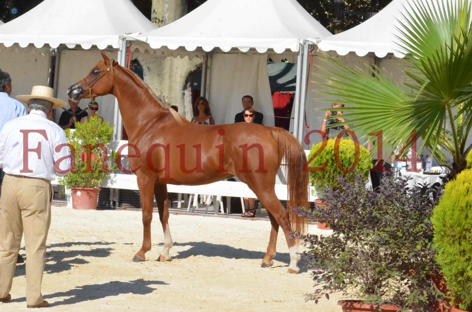 Concours National de Nîmes de chevaux ARABES 2014 - Championnat - MASSAI DE BARREL - 82