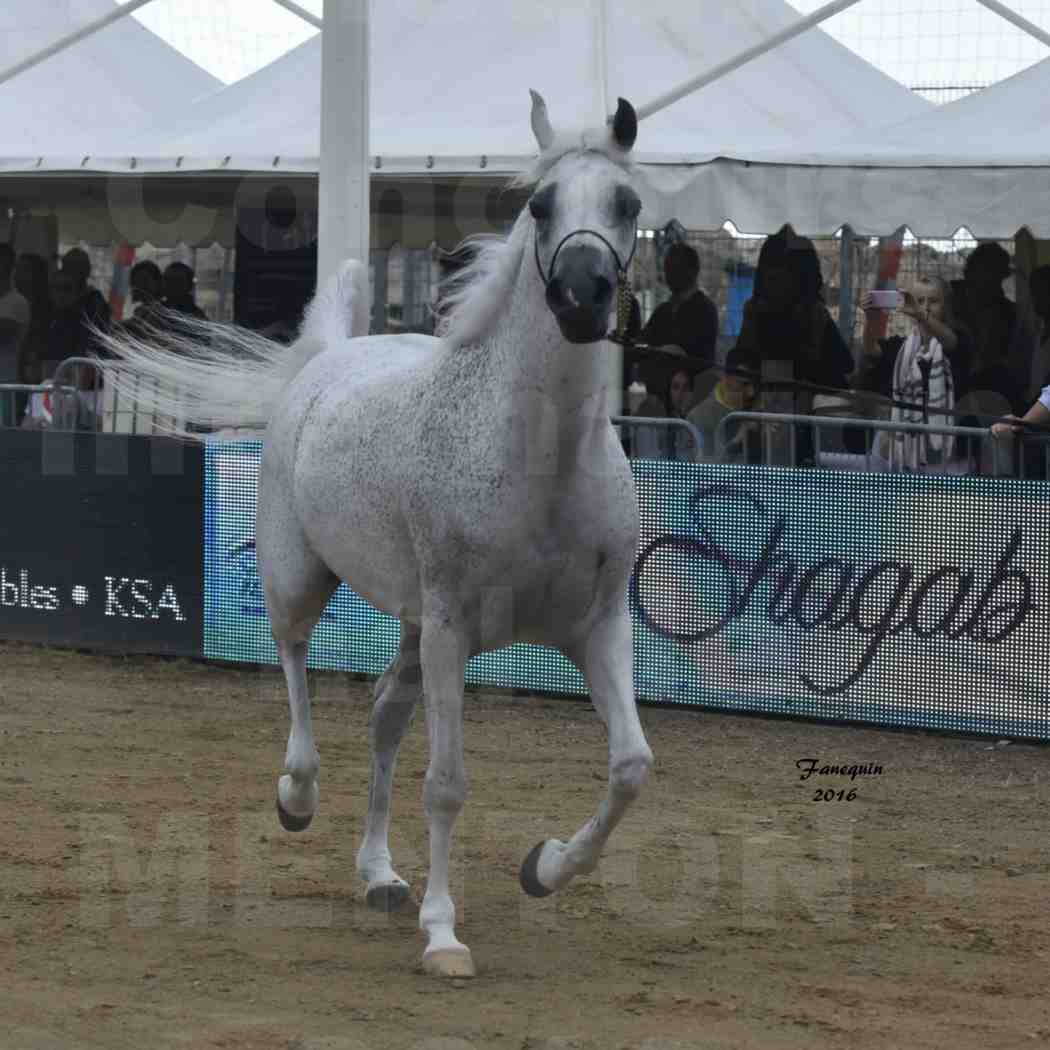 Championnat du pur-sang arabe de la Méditerranée et des pays arabes - MENTON 2016 - MAGIC MA CHERIE - Notre Sélection - 10