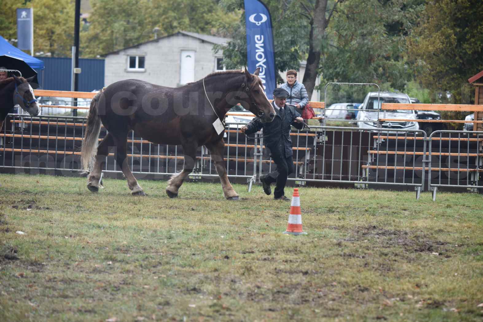 Concours Régional de chevaux de traits en 2017 - Jument Suitée - Trait BRETON - URIELLE DE LA MARGUE - 16