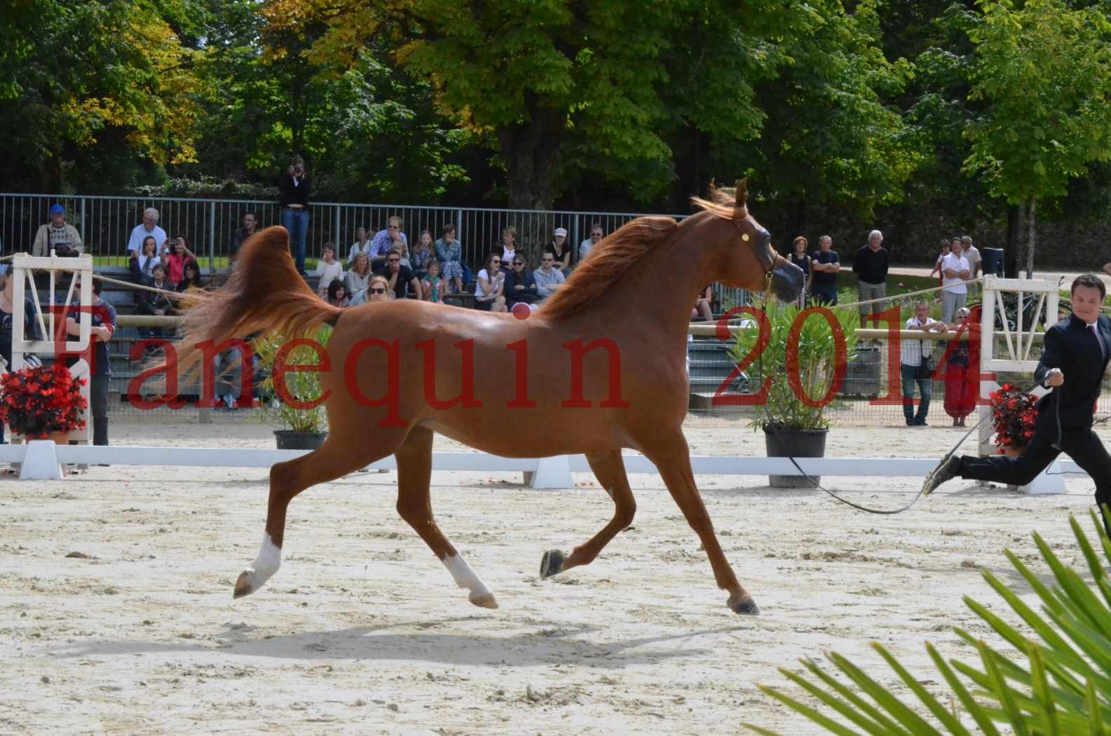 ﻿CHAMPIONNAT DE FRANCE 2014 A POMPADOUR - Championnat - KINSHASA JA - 03