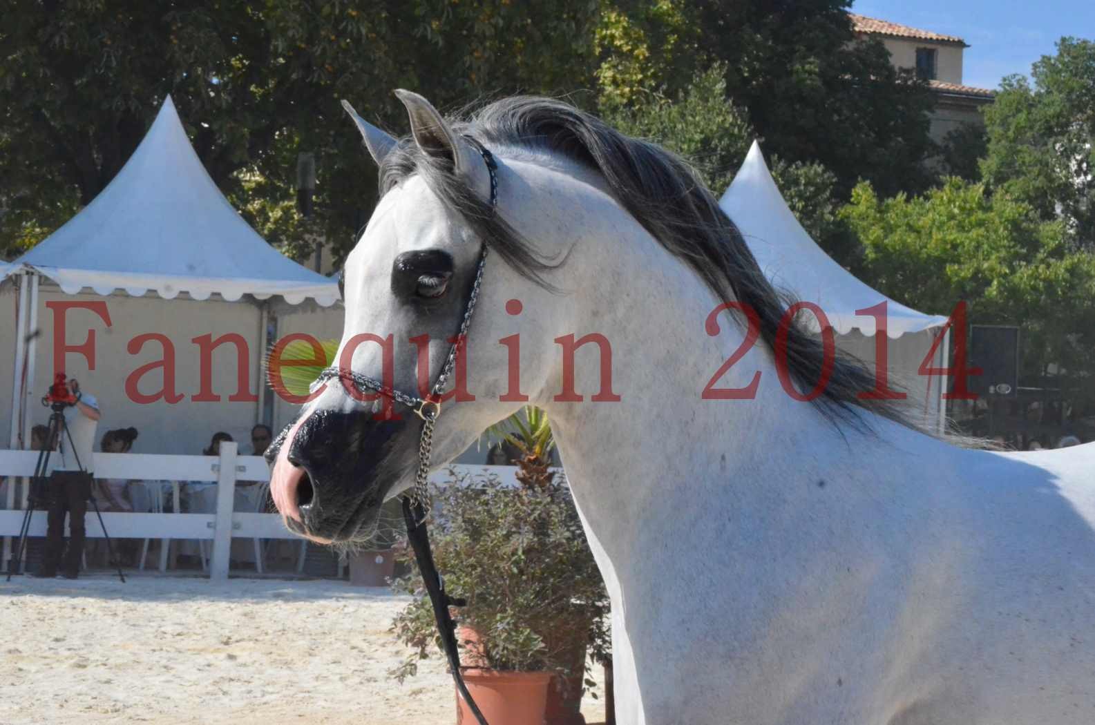 Concours National de Nîmes de chevaux ARABES 2014 - Championnat - SHAOLIN DE NEDJAIA - 23