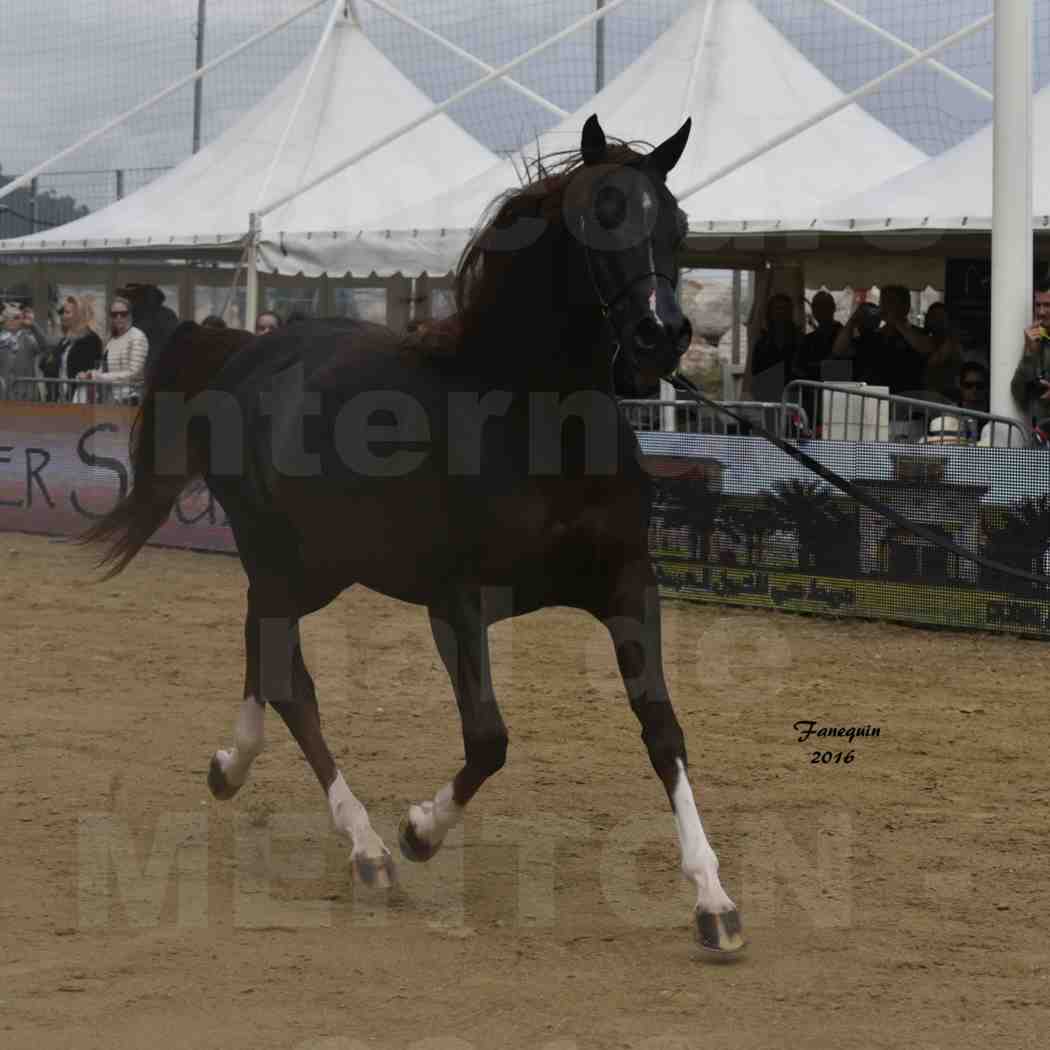 Championnat du pur-sang arabe de la Méditerranée et des pays arabes - MENTON 2016 - IM BAYARD CATHARE - Notre Sélection - 01