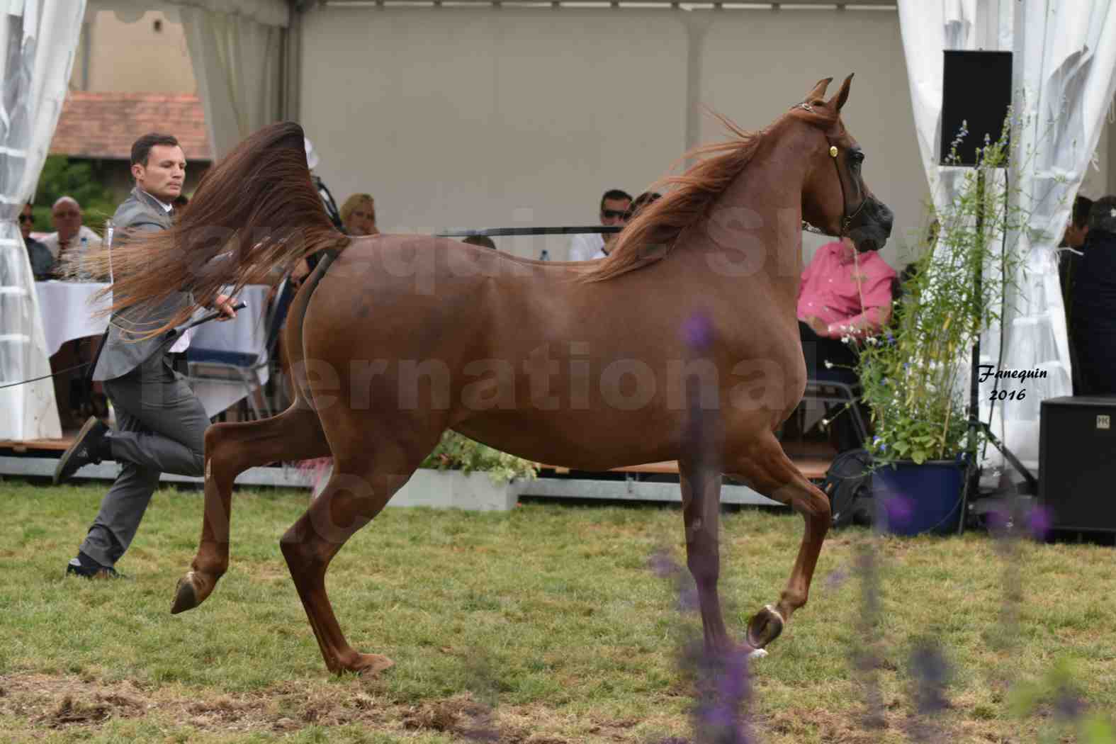 International Arabian Horse Show B de VICHY 2016 - PEARL DE DJOON - Notre Sélection - 20