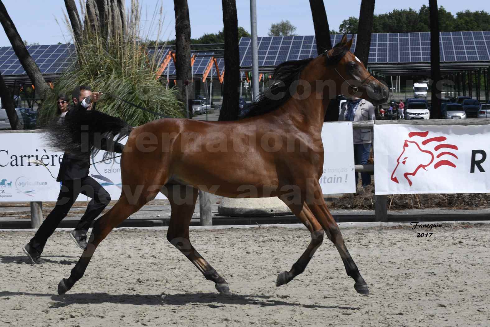 Concours international de chevaux ARABES - "Arabian Masters" Bordeaux 2017 - JABBOK DE NAUTIAC - 35