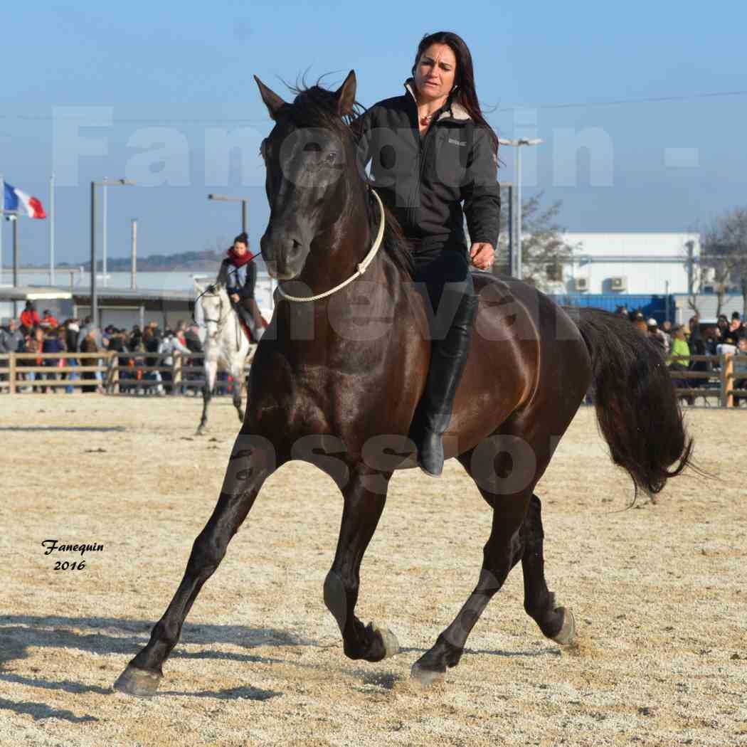 Cheval Passion 2016 - Frédérique VIGNES - 3